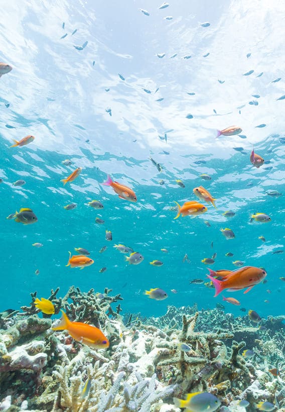 サンゴ礁と熱帯魚